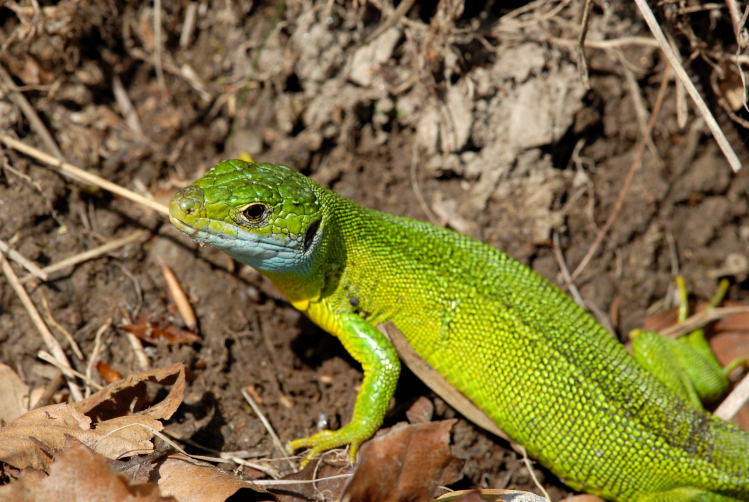 Il colore del ramarro